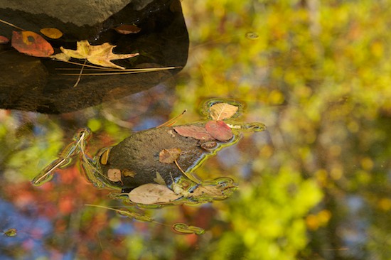 Abstract;Abstractions;Autumn;Boulder;Brook;Chatsworth;Chattahoochee National Forest;Creek;Fall;Foliage;Geological;Geology;Georgia;Holly Creek;Holly Creek Preserve;Leaf;Leafy;Leaves;Patterns;Reflection;Reflections;Rivulet;Rock;Rock Formations;Rocks;Shapes;Stone;Stones;Stream;Streamlet;Striation;Textures